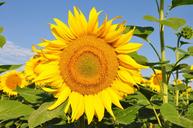 sunflower-yellow-flower-843423.jpg