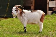 billy-goat-goats-animal-farm-1321014.jpg