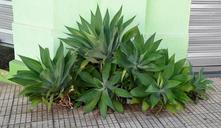 garden-green-sidewalk-plants-1090006.jpg