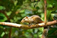 squirrel-animal-wildlife-nature-246867.jpg