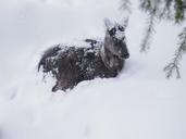 deer-animal-winter-snow-snow-scene-326899.jpg