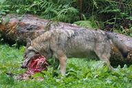 wolf-predator-european-wolf-1583213.jpg