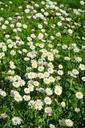 daisy-flower-blossom-bloom-white-324399.jpg