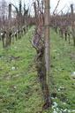 vines-vine-winegrowing-vineyard-623994.jpg