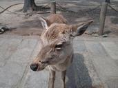 deer-animal-grey-645002.jpg