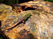 lizard-autumn-forest-490324.jpg