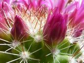 cactus-flower-buds-spur-close-734756.jpg