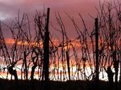 vines-twilight-sun-dusk-sky-56786.jpg