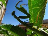 praying-mantis-animal-street-insect-180354.jpg