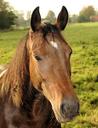 horse-saddle-horse-mane-equestrian-490285.jpg