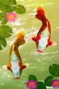 fish-koi-water-pond-carp-japanese-884694.jpg