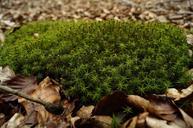 moss-forest-undergrowth-summer-873631.jpg