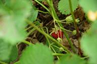 strawberry-fruit-green-garden-red-944039.jpg