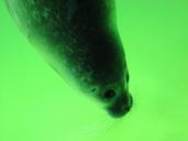 seal-head-snout-robbe-aquarium-72531.jpg