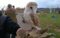 Barn_Owl.jpg