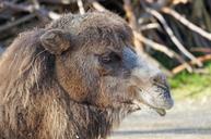 camel-relaxed-portrait-863514.jpg