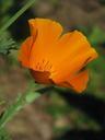 california-poppy-poppy-401033.jpg