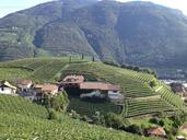 south-tyrol-vineyards-italy-green-1172117.jpg