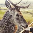 deer-highlandsafari-closeup-nature-666839.jpg