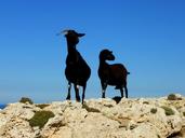 billy-goat-goat-couple-animals-1572334.jpg