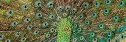 peacock-feathers-peacock-1312484.jpg