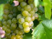 grapes-wine-green-bunch-vineyard-457289.jpg