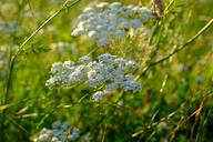 yarrow-grassland-plants-blossom-1497465.jpg