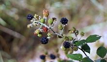 blackberries-berries-red-fruit-1562218.jpg