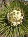 Joshua_tree_(Yucca_brevifolia)_flower_bud.jpg