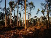 storm-damage-forest-trees-166345.jpg