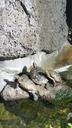 turtles-relaxing-hawaii-water-988151.jpg