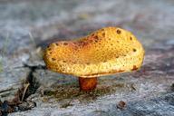 mushroom-fungus-nature-natural-467551.jpg