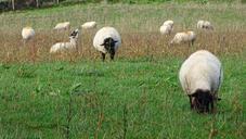 sheep-grass-field-livestock-1033935.jpg