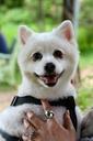 pet-dogs-puppy-pomeranian-864178.jpg