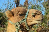 camel-desert-ship-dromedary-desert-62656.jpg