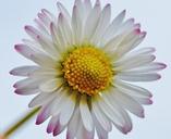 wildflowers-daisy-flowers-spring-1286132.jpg