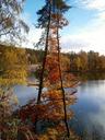 autumn-tree-leaves-deciduous-tree-660610.jpg