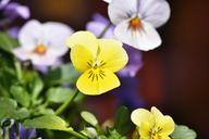 violet-yellow-flower-blossom-bloom-748304.jpg