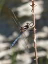 dragonfly-blue-dragonfly-1509306.jpg