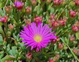 Succulents fleurs mauves gros plan.jpg