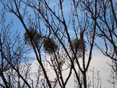 tree-poplar-white-poplar-silhouette-80255.jpg