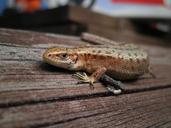 lizard-animal-cottage-summer-393912.jpg