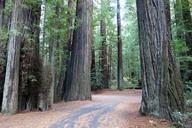 Williams Grove - Humboldt Redwoods State Park - DSC02398.JPG