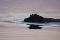 hippo-swimming-namibia-wild-animals-895962.jpg