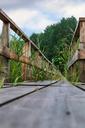 sidewalk-wood-forest-leaves-green-671509.jpg