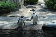 penguins-zoo-water-nature-animal-1211174.jpg