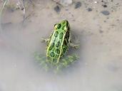 frog-leopard-amphibian-water-647770.jpg