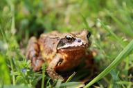 frog-grass-path-spring-1003018.jpg