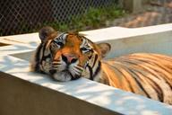 tiger-cat-animal-big-nature-1343387.jpg