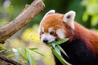 Red_Panda.jpg